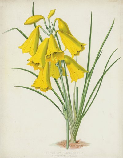 The Yellow Blandfordia by English School